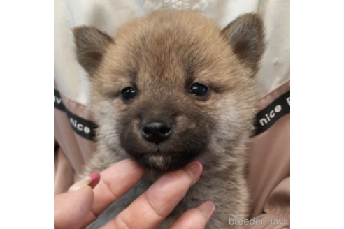 成約済の富山県の柴犬-215028